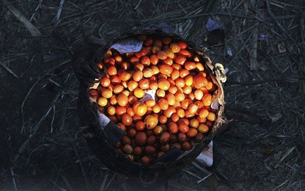 Індія, Бангалор. Індійський торговець несе кошик помідорів на міському ринку у Бангалорі. Зростання цін на продовольчі товари в Азії поглиблює стурбованість уряду, який побоюється повторення продовольчої кризи 2008 року. / © AFP