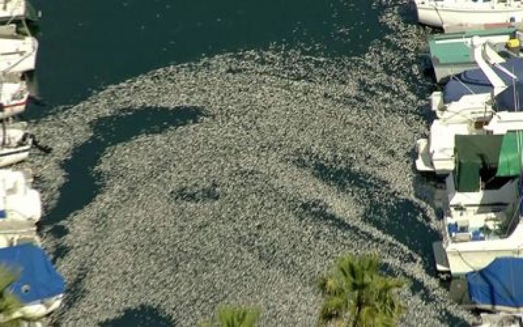 Мільйони дохлих риб спливли біля Лос-Анджелеса / © ktla.com