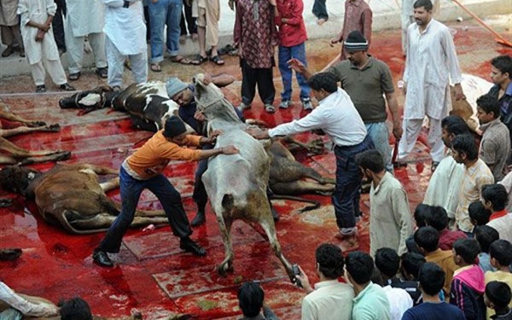 Пакистан, Лахор. Пакистанські мусульмани забивають биків на свято жертвоприношення Ід аль-Адха у Лахорі. Щорічне ісламське свято, яке цього року припадає на 17-19 листопада, відзначають ритуальним жертвопринесенням овець, кіз, корів та іншої худоби після ранкової молитви. / © AFP