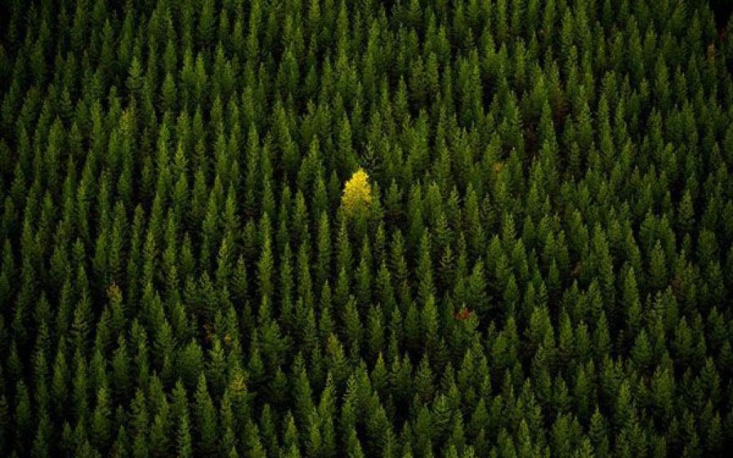 На самоті. Фото Метса Алмльофа. / © National Geographic
