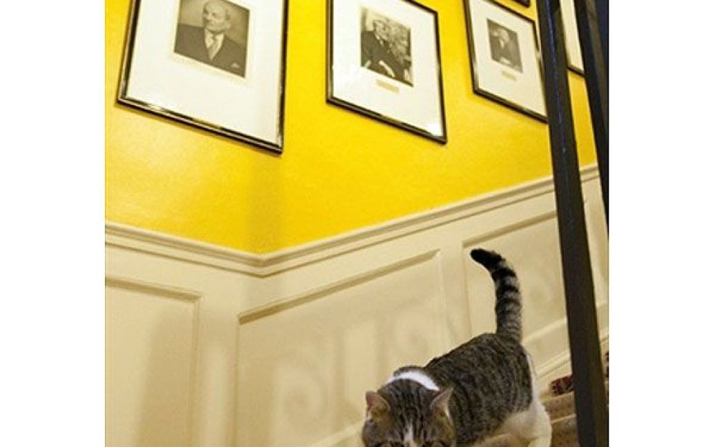 Кіт-мишолов ловитиме пацюків, що окупували резиденцію британського прем&#039;єра. / © AFP