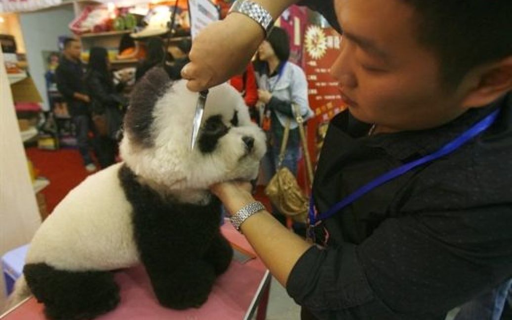 China Pet Fair / © AFP