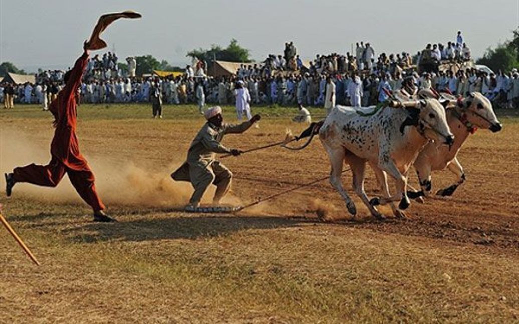 Пакистан, Мітьял. Глядачі активно підтримують "жокея", який бере участь у перегонах на биках, які пройшли у селищі Мітьял, провінція Пенджаб. Перегони на биках є традиційною і найбільш поширеною протягом літніх місяців розвагою. / © AFP