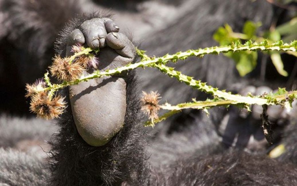 Ноги і чортополох, гірські горили Руанди. Рідкісні тварини, які перебувають під загрозою зникнення. Фото Джима Едвардса. / © National Geographic