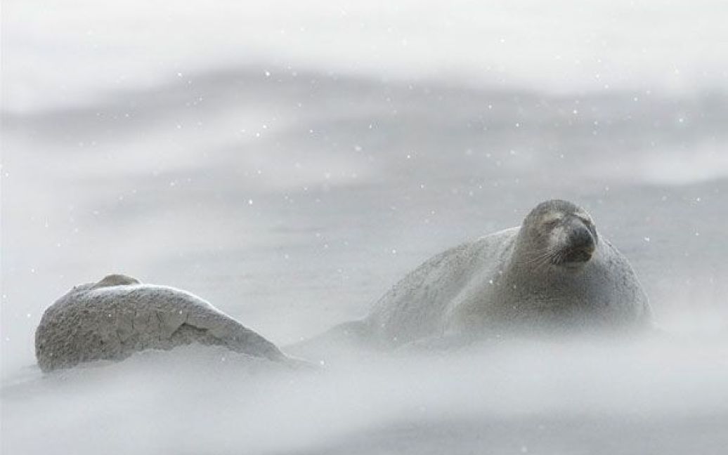 Північноатлантичні тюлені під час зимової бурі. Фото Еріка Гарнетта. / © National Geographic