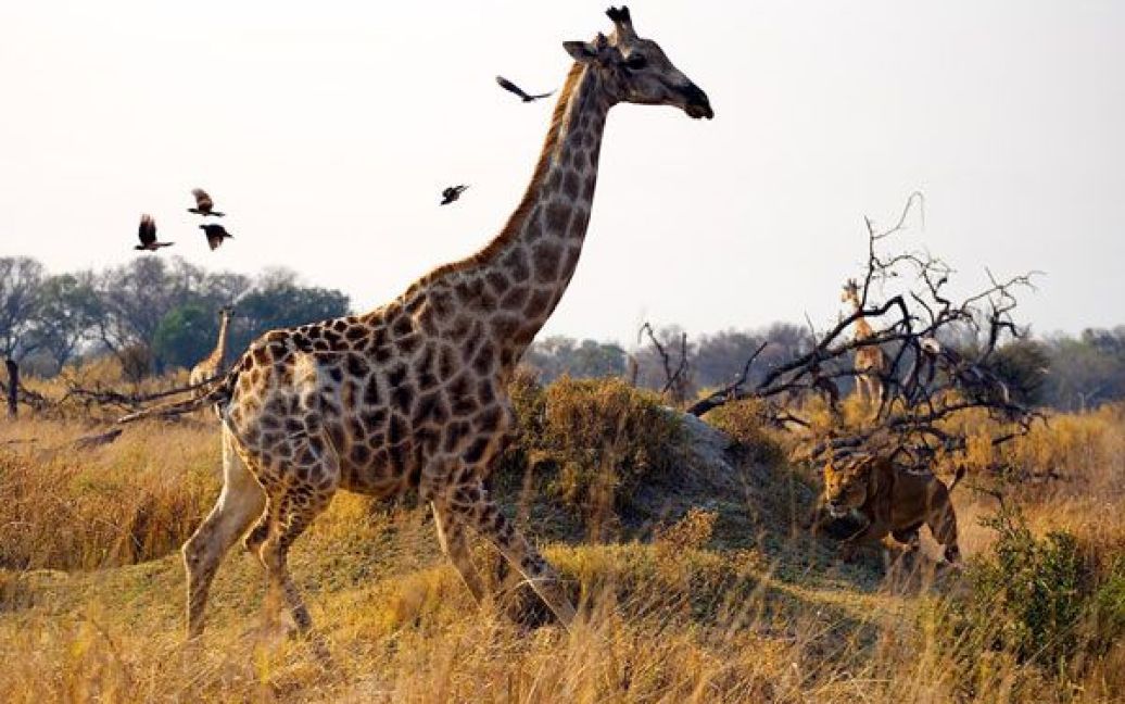 Ботсвана, табір Канана. Голодна левиця ховалася за невеликим пагорбом і вибирала вдалий момент, щоб накинутись на жирафа. Але той відчув небезпеку і втік від погоні. Фото Алекса Тана. / © National Geographic