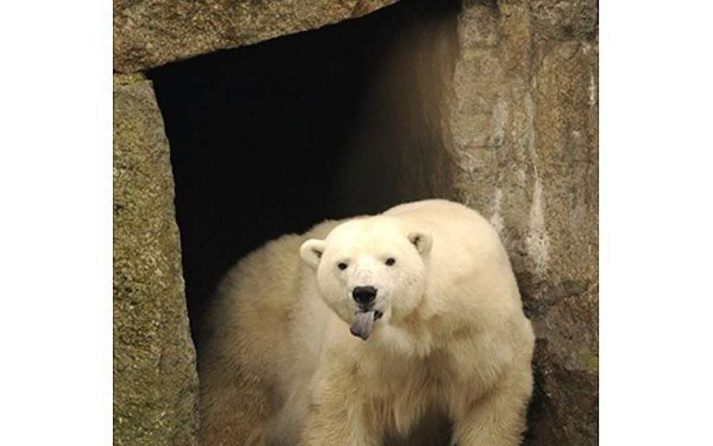 Німеччина, Берлін. Білий ведмідь показує язика відвідувачам зоопарку Тіргартен у Берліні. / © AFP