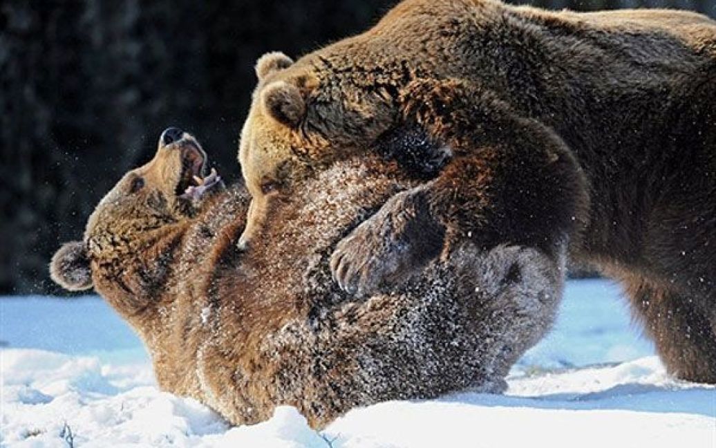 Німеччина, Штраубінг. Двоє бурих ведмедів грають у снігу у зоопарку міста Штраубінг. Бурі ведмеді, які здебільшого мешкають у північній частині Євразії і Північної Америки, можуть важити від 300 до 780 кілограмів. / © AFP
