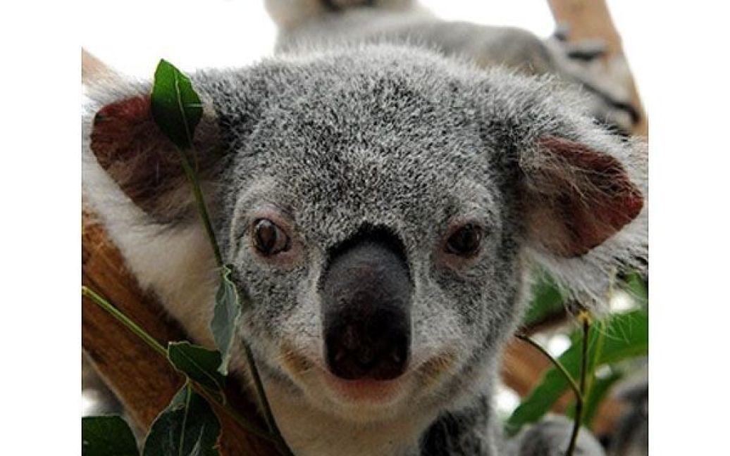 Австралія, Брісбен. Усього 72 коали були переміщені в результаті руйнівної повені до тимчасового житла у реабілітаційному центрі "Lone Pine Koala" у Брісбені. Паводкові води затопили більшу частину міста, коли річка Брісбен вийшла з берегів. Працівники парків дикої природи беруть участь у порятунку диких тварин, які страждають від повені. / © AFP