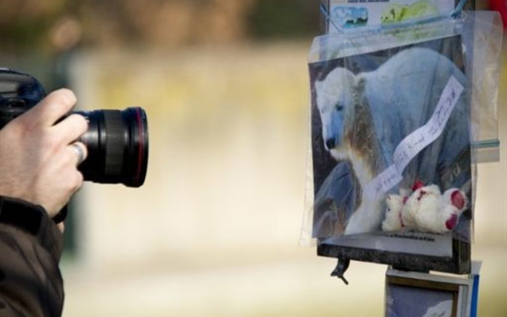 У берлінському зоопарку під час прогулянки несподівано помер улюбленець всього світу &mdash; чотирирічний білий ведмідь Кнут. / © AFP