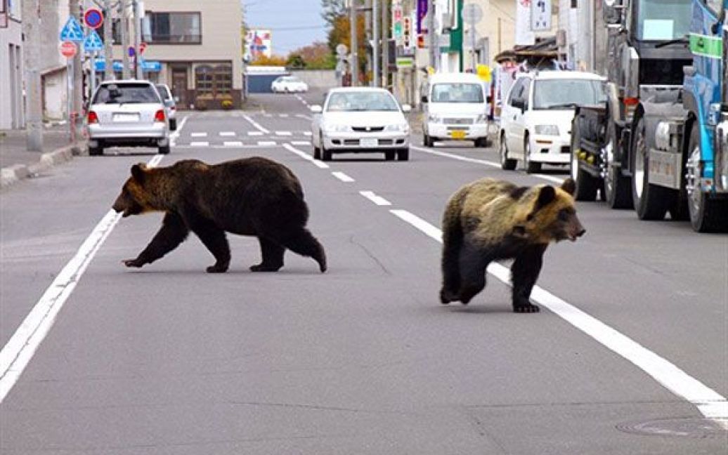 Японія, Шарі. Два ведмеді гуляли вулицями міста Шарі на північному японському острові Хоккайдо. Ведмедиця (ліворуч) і ведмежа з&#039;явилися поблизу початкової школи у Шарі і були вбиті мисливцями. Протягом останніх п&rsquo;яти місяців, принаймні, чотири людини були убиті і 80 поранені в результаті нападів диких ведмедів по всій Японії. / © AFP
