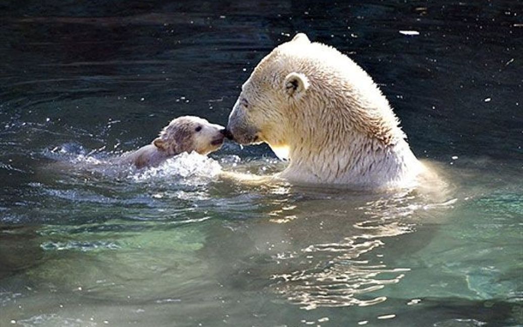 Данія, Ольборг. Біла ведмедиця Малік плаває зі своїм чотиримісячним дитинчам у вольєрі зоопарку Ольборга. Це купання стало першим для маленького полярного ведмедика. / © AFP