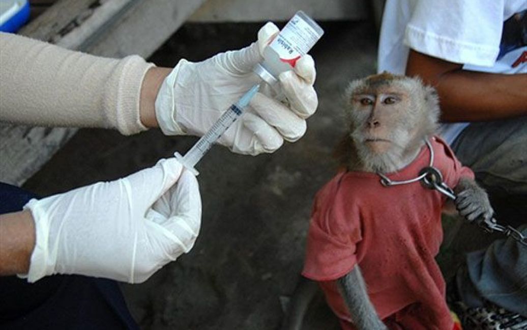 Індонезія, Денпасар, Балі. Медичний працівник готується до вакцинації мавп проти сказу, яка проходить на курортному острові Балі. Кампанія з вакцинації проти сказу майже 400 тисяч собак почалася на острові у вересні, коли кількість жертв сказу на острові досягла 100 осіб за останні два роки. / © AFP