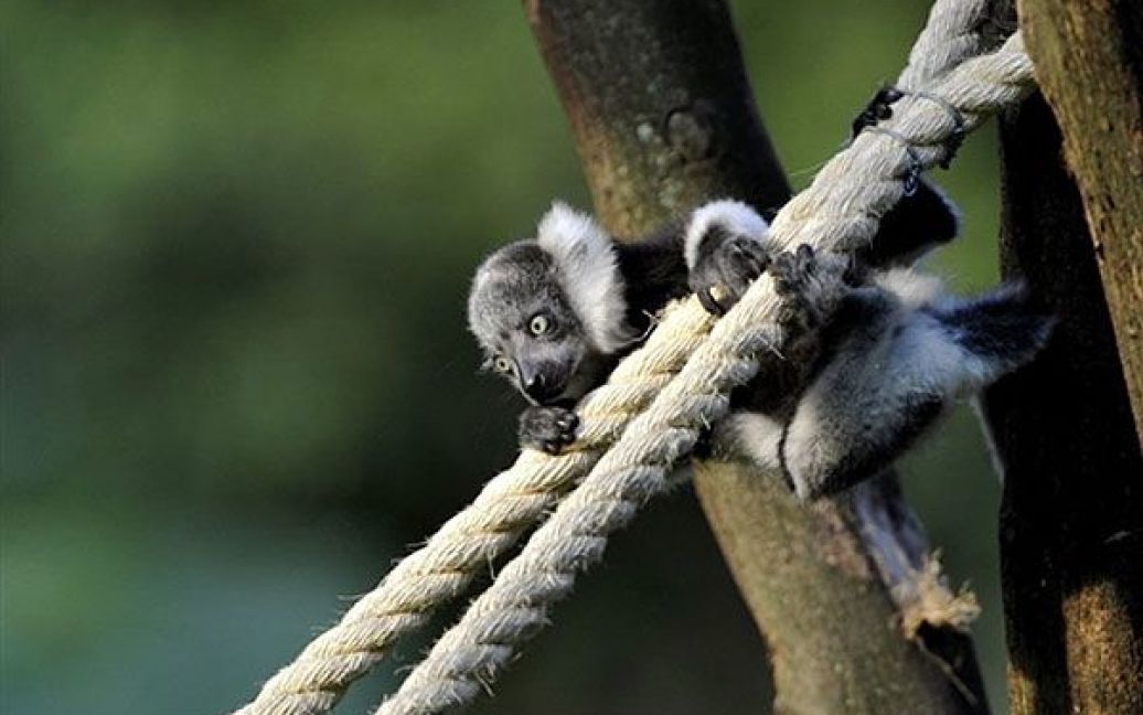 Колумбія, Калі. Чорно-білий лемур (Varecia Variegata) народився у неволі у зоопарку міста Калі. / © AFP