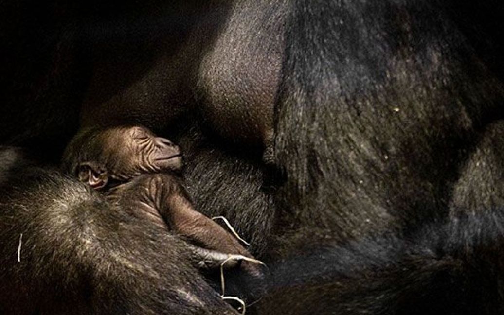 Нідерланди, Роттердам. 15-річна горила Ая тримає свою новонароджену дитину Бокіто у зоопарку Роттердама. / © AFP