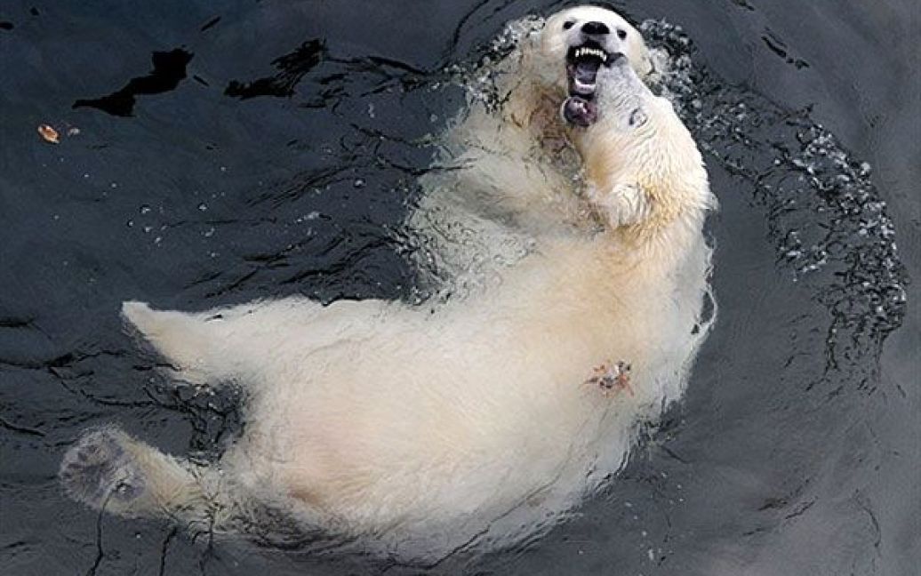 Росія, Москва. Білий ведмедь купається у своєму вольєрі в Московському зоопарку / © AFP