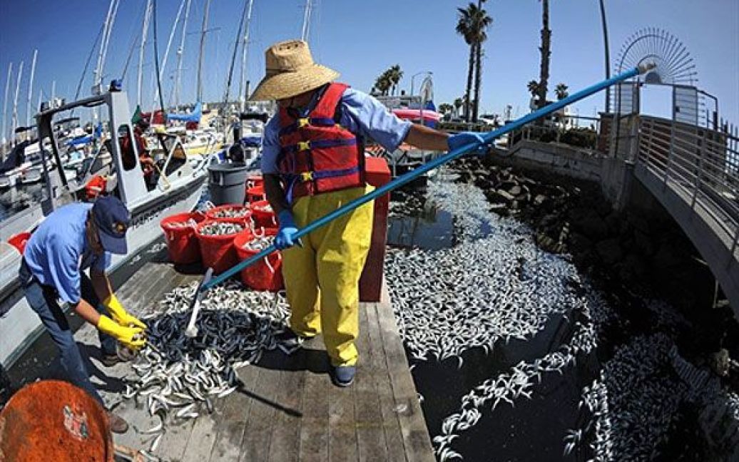 Невелику гавань Редондо-Біч на південному заході від Лос-Анджелеса заполонили тіла мертвих сардин, кільок і скумбрії, яких, за попередніми підрахунками, більше мільйона. / © AFP