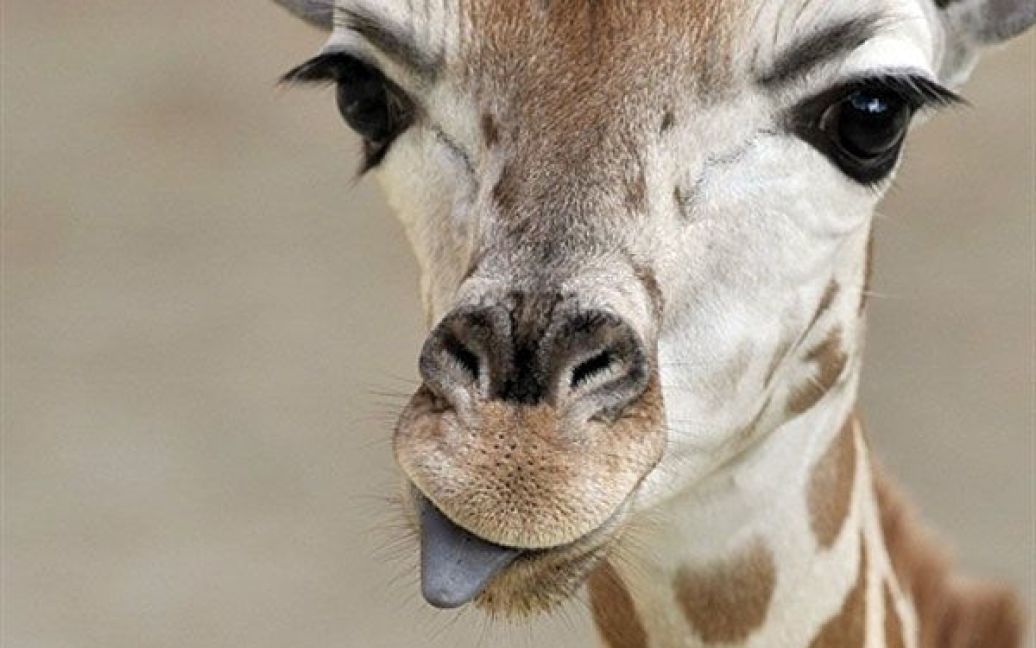 Німеччина, Кронберг. Дитинча жирафа, якому виповнилося кілька днів, показує язика відвідувачам зоопарку Opelzoo у Кронберзі. / © AFP