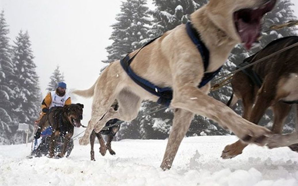 Франція, Пра-сюр-Арлі. У французьких Альпах пройшов четвертий етап сьомих перегонів на собаках "La Grande Odyssee 2011", які тривають протягом одинадцять днів через Альпи. / © AFP