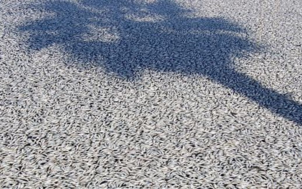 За попередніми підрахунками, Лос-Анджелес оточило більше мільйона мертвих риб. / © ktla.com