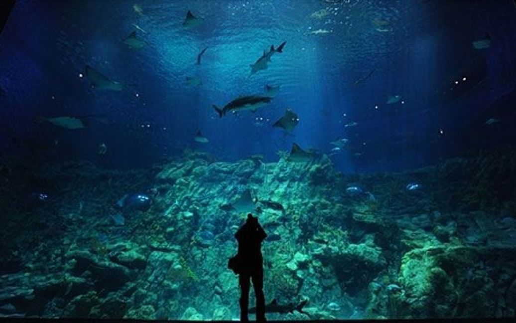 Китай, Гонконг. Фотограф дивиться на новий гігантський акваріум у Гонконзі. Акваріум у міському парку Тема є одним з десяти найбільших у світі. / © AFP