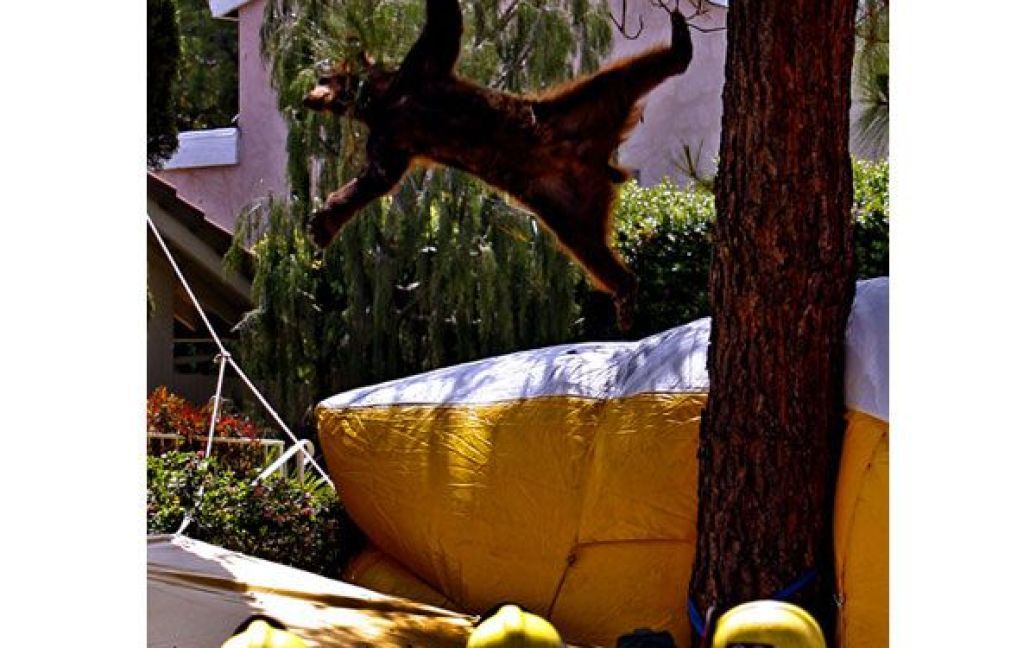 Гімалайський ведмідь падає з дерева на брезент після того, як рятувальники вистрілили у нього транквілізатором. Ведмідь прийшов до житлового району в пошуках їжі і забрався на дерево. Ведмідя повернули до лісу, після того, як дія транквілізатора закінчилась. (Lawrence K. Ho/Los Angeles Times) / © Los Angeles Times
