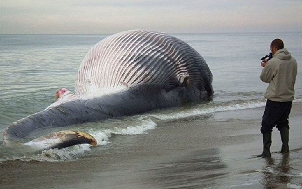Італія, Піза. Чоловік знімає на відеокамеру 25-метрового мертвого кита, якого викинуло на берег на пляжі в парку Сан-Россоре у Пізі. / © AFP