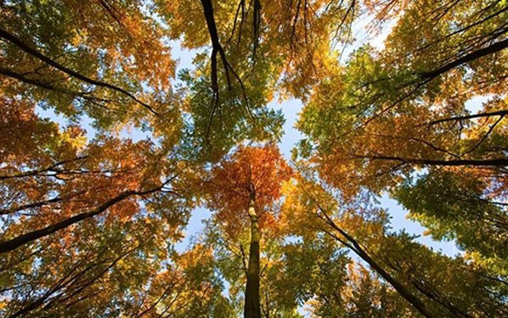 Осінь у лісі поблизу Бремсдорфу, Німеччина, який з 1995 року має статус національного парку. / © AFP