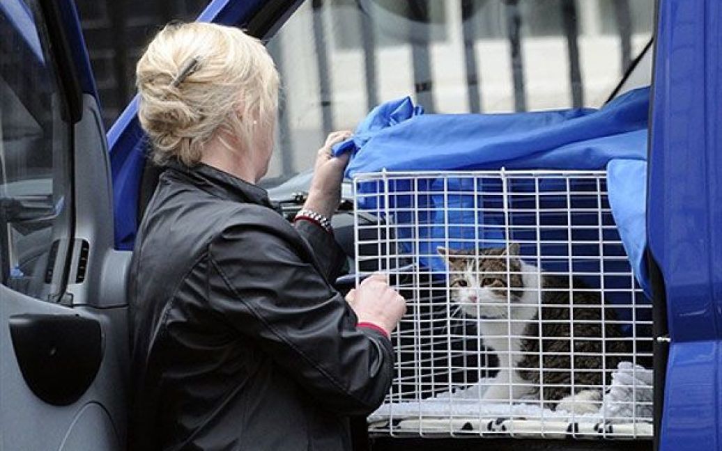 На Даунінг-стріт знову найняли головного кота-мишолова, який ловитиме пацюків, що окупували резиденцію британського прем&#039;єра. / © AFP