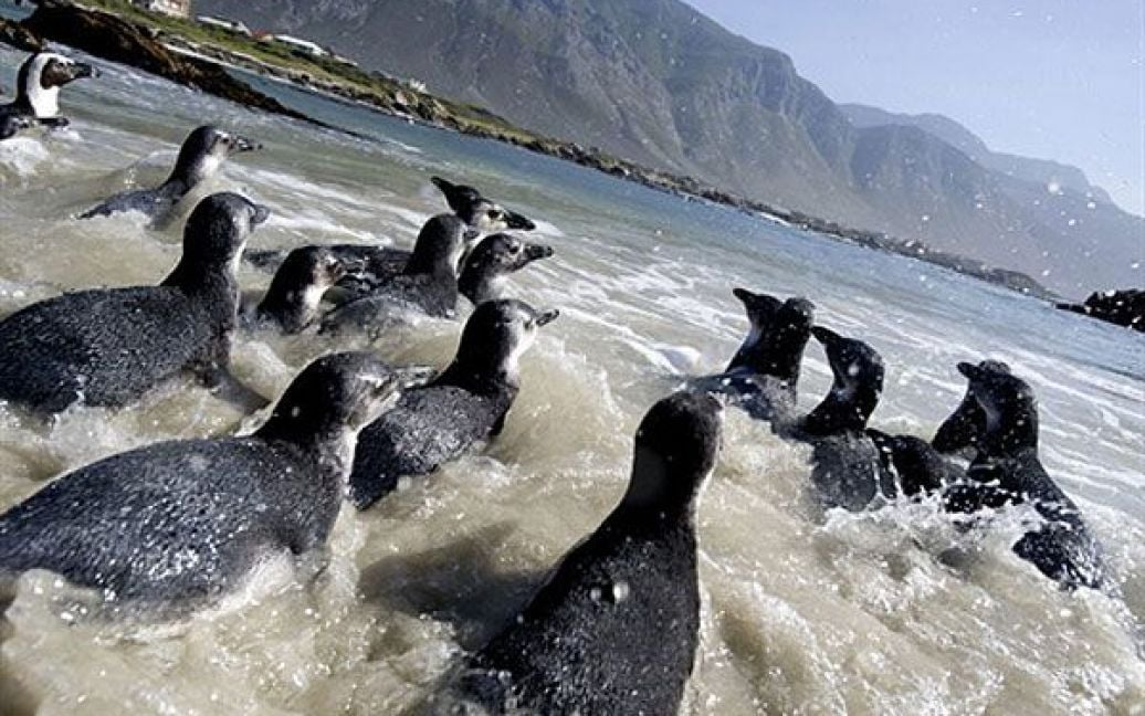 Південна Африка, затока Бетті. Молоді африканські пінгвіни прямують в море, після того, як їх випустили на пляжі Стоні-Пойнт у затоці Бетті. 63 пінгвіни були випущений у море після реабілітації у Південно-африканському фонд зі збереження прибережних птахів. З 300 птахів, яких залишили батьки, врятувати вдалося лише 63. / © AFP
