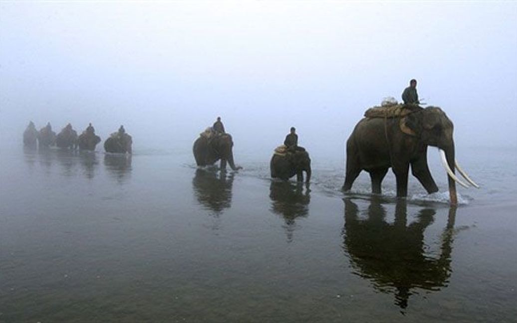 Непал, Читван. Непальські погоничі слонів ведуть слонів через річку Рапаті. / © AFP