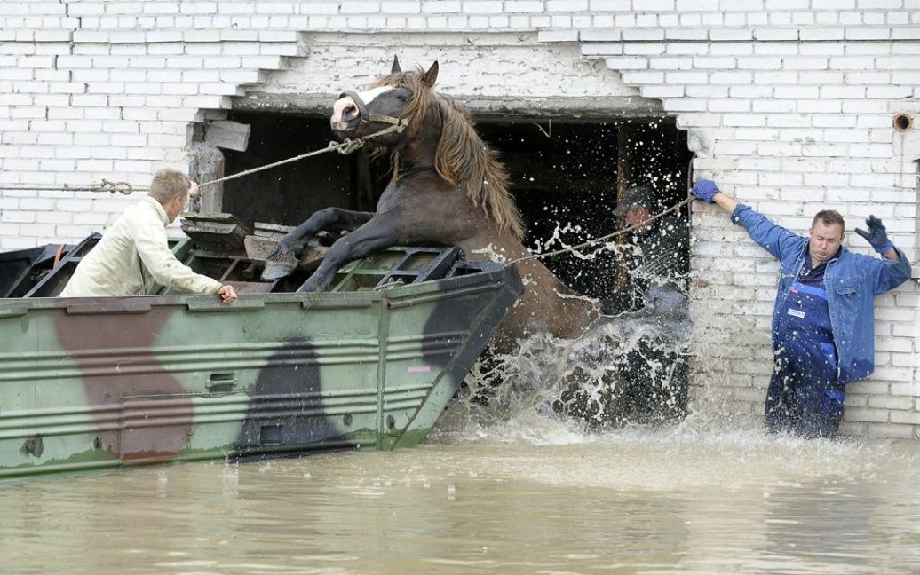 В результаті сильних злив, які тривали протягом місяця, по всій Європі пройшлася хвиля руйнівних повеней. На фото: селяни допомагають тварині застрибнути у човен у селищі Юліша, Польща. (JANEK SKARZYNSKI / AFP / Getty Images) / © The Boston Globe