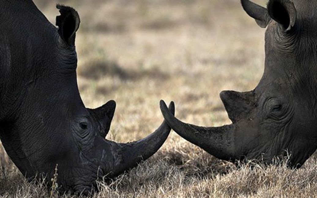 Кенія, Лева. Два носороги граються у заповіднику дикої природи. Протягом останніх двох місяців два носороги були вбиті браконьєрами. Влада стурбована різким зростанням браконьєрства, яке підживлюється високим попитом на роги носорога у Азії. Браконьєри продають роги посередникам за 8000 доларів США за кілограм. Два роги дорослого носорога важать близько 10 кг. / © AFP