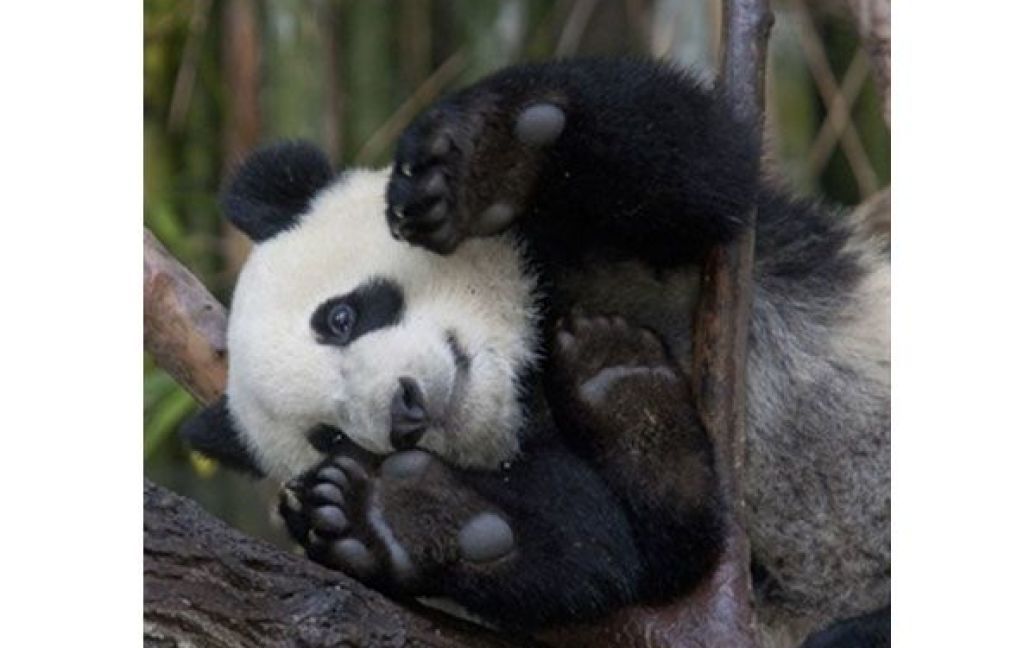 США, Сан-Дієго. Гігантська панда Юн Зі сидить на дереві і їсть бамбук у зоопарку Сан-Дієго. 35-кілограмова панда готується вступити у доросле життя, оскільки тварині виповнюється 18 місяців. / © AFP