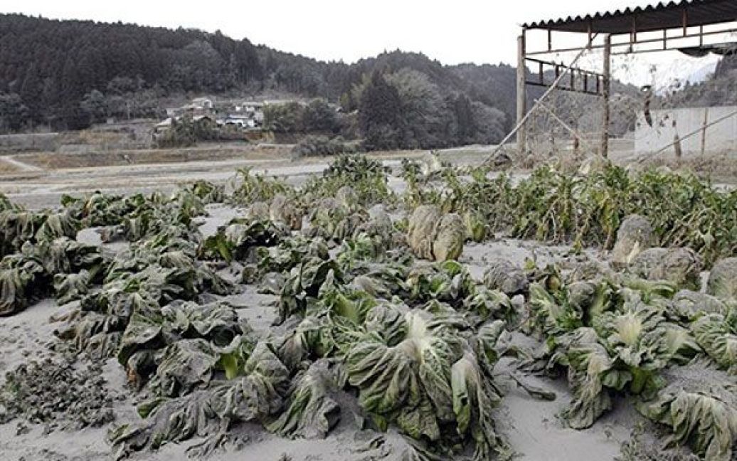 Попіл уже завдав шкоди врожаю овочів на площі 7 тисяч гектарів. / © AFP