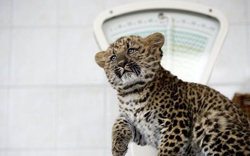 Північно-китайський леопард Некама народився в берлінському зоопарку / © AFP