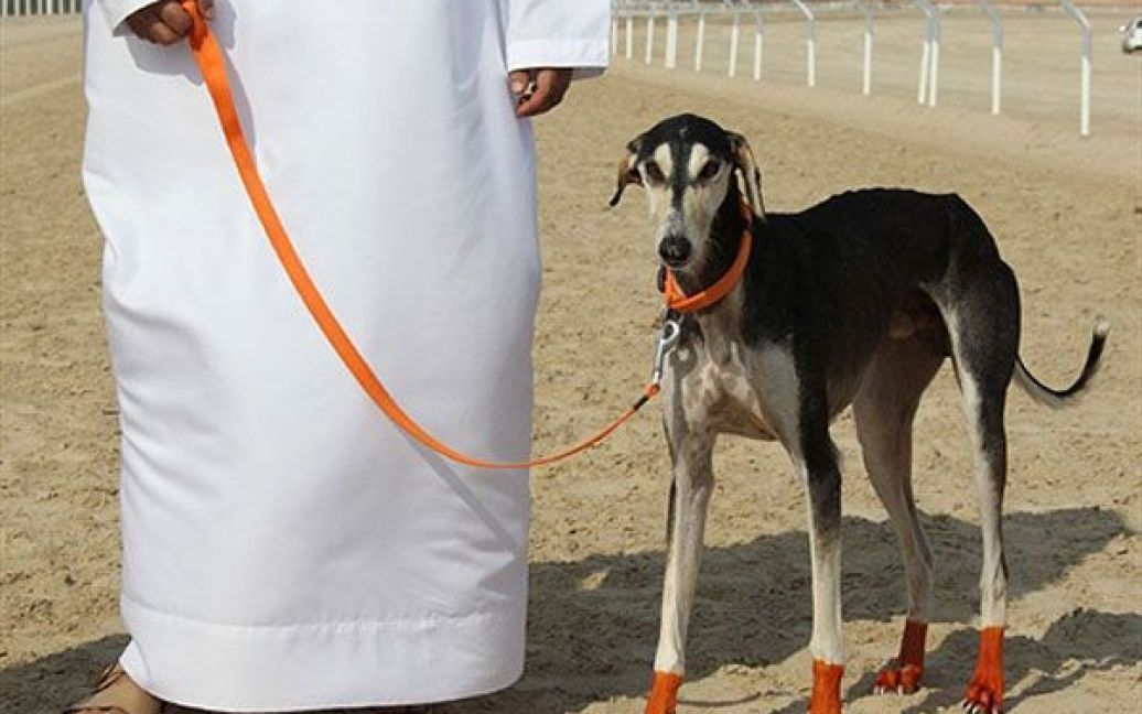 Об&#039;єднані Арабські Емірати, Заїда. Заводчик позує зі своєю собакою породи "салюкі" під час проведення собачих перегонів на першому арабському фестивалі салюкі. / © AFP