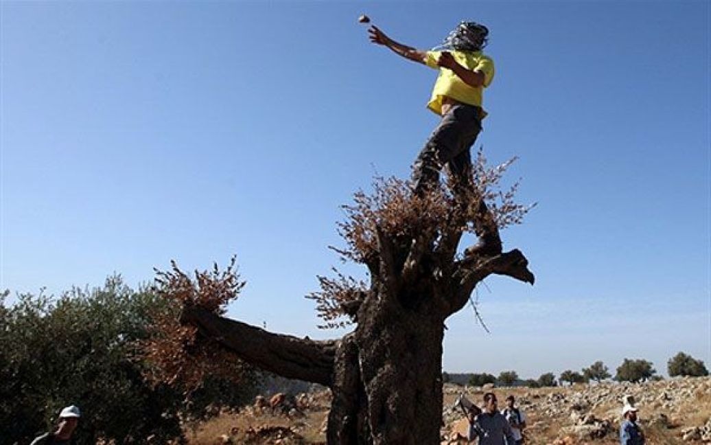 Нілін. Палестинський демонстрант стоїть на дереві і кидає каміння у напрямку ізраїльських військових під час щотижневої акції протесту проти спірного розділового бар&#039;єру в селі Нілін на Західному березі ріки Йордан. / © AFP
