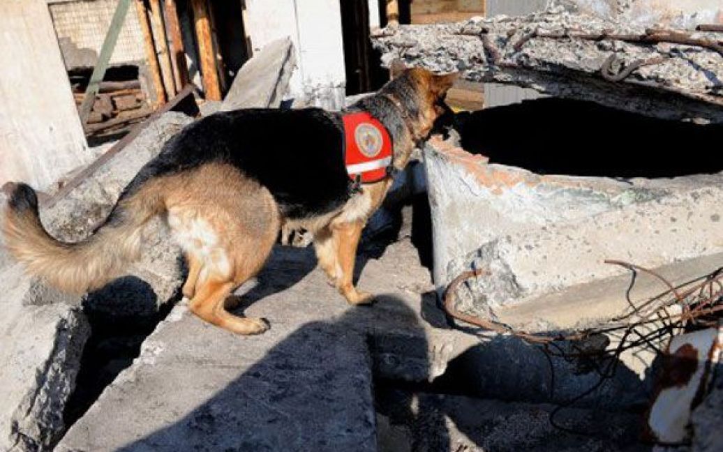 Україна відправить в епіцентр радіації у Японії медиків і рятувальників з собаками / © УНІАН