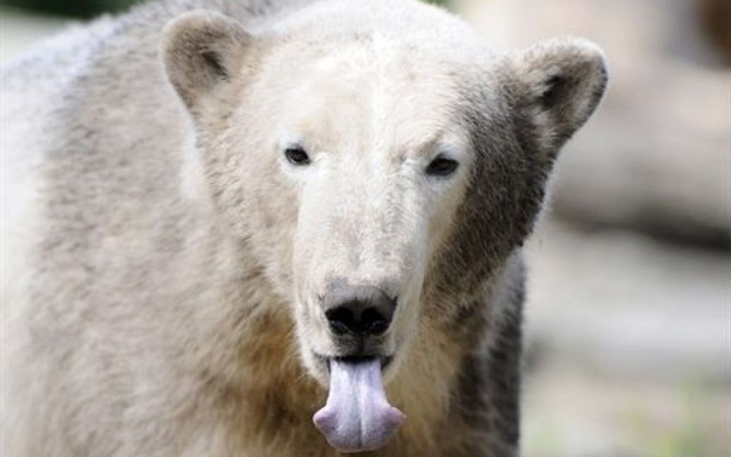 Кнут став першим за три десятиліття білим ведмежам, що народилося в зоопарку. / © AFP