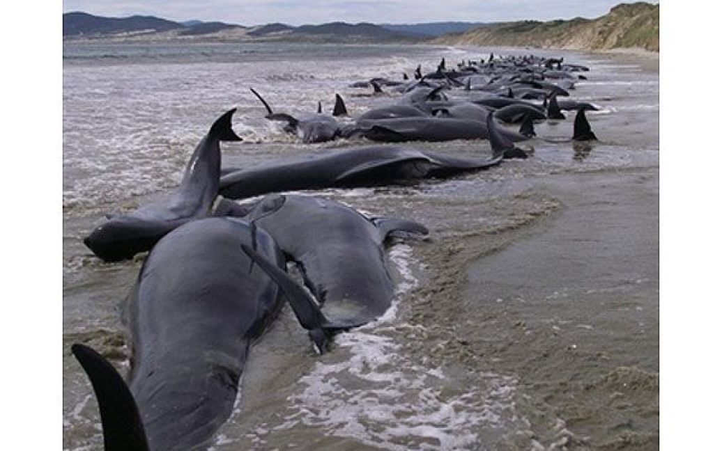 Нова Зеландія, острови Стюарт. Більше 100 китів викинулися на беріг на безлюдному пляжі острова Стюарт. Фото AFP / HO / NZ Department of Conservation / © AFP