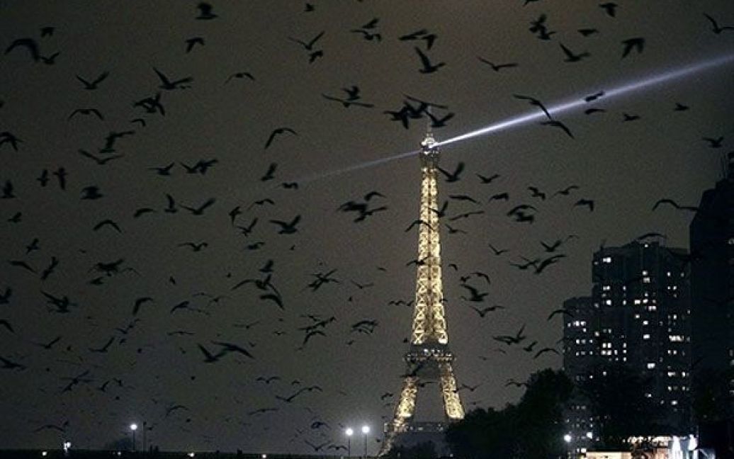 Франція, Париж. Чайки літають вночі над річкою Сеною біля Ейфелевої вежі. / © AFP