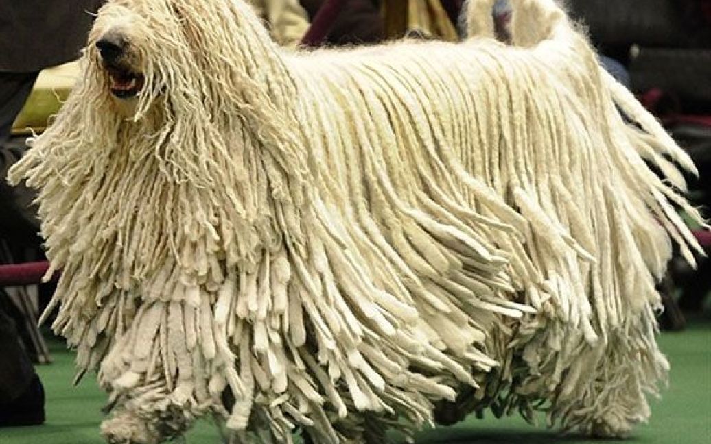 США, Нью-Йорк. Собака породи командор у рингу під час 135-ої виставки собак Вестмінстер Кеннел клубу у Медісон Сквер Гарден. Салон є однією з найпрестижніших виставок собак у світі. / © AFP