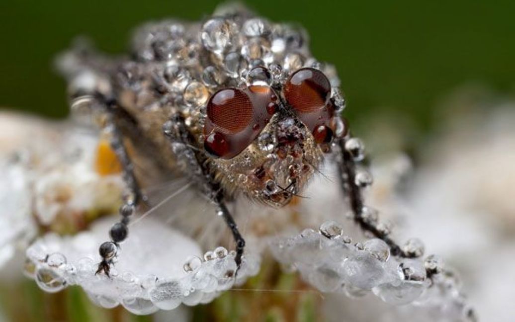 Важкі навантаження. Маленька муха на білій квітці. Фото Аудуна Уігена. / © National Geographic