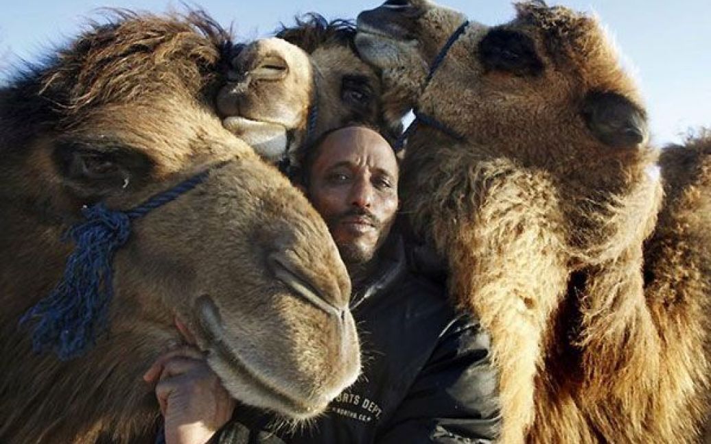 Алі Абдулла доглядає за трьома верблюдами-бактріанами (двогорбі верблюди): Калле, Ганною та їхнім сином Карлссоном. / © bigpicture.ru