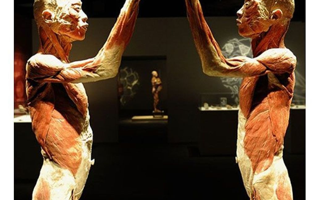 У Нью-Йорку (США) відбулось відкриття оновленої експозиції виставки "Тіла ... Виставка", на якій представлено 225 експонатів / © AFP