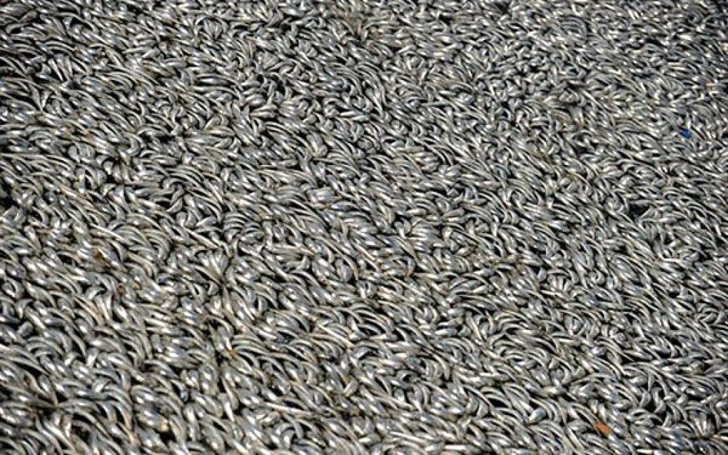"Нам треба позбутися риби. Це може призвести до жахливого забруднення і до поширення хвороб", - цитує місцева преса слова представників поліції. / © AFP