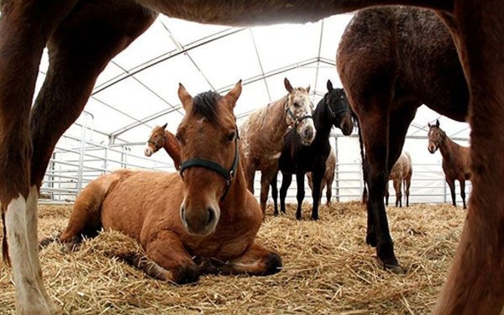 Німеччина, Ессен. Молоді аппалузькі коні відпочивають у загоні виставкового центру в Ессені, де ведеться підготовка до перегонів в рамках ярмарку Equitana. У ярмарку беруть участь близько 860 представників кінного бізнесу, які покажуть свою продукцію і 1000 коней. / © AFP