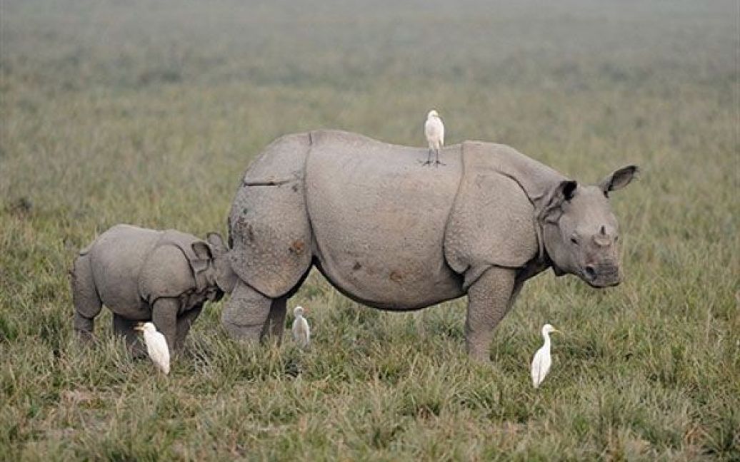 Індія, Гувахаті. Однорогий носоріг і його дитинча у заповіднику дикої
природи Пабітора поблизу Гувахаті. У заповіднику, який займає площу у
38,8 квадратних кілометрів, також мешкають тисячі перелітних птахів. / © AFP