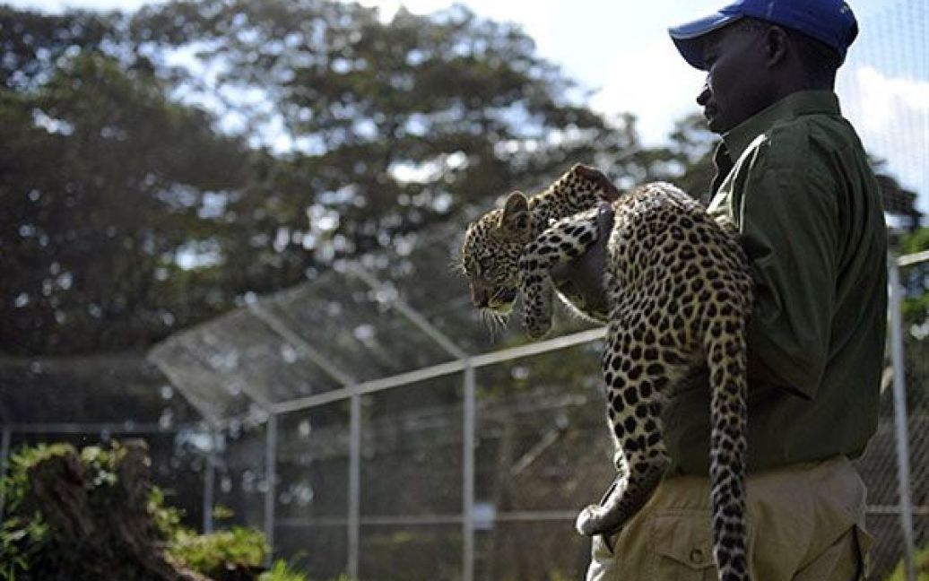 Дитинча леопарда на прізвисько Єва в притулку для диких тварин у Найробі (Кенія) / © AFP